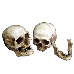 HUMAN SKULL REPLICA IN RESIN